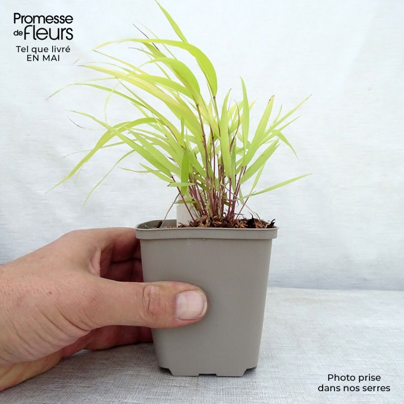 Hakonechloa macra Sunflare Maceta de 8/9 cm Ejemplar entregado en la primavera
