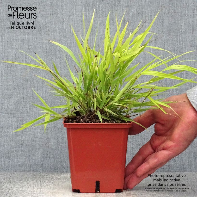 Ejemplar de Hakonechloa macra Sunflare Maceta 1L/1,5L entregado en otoño