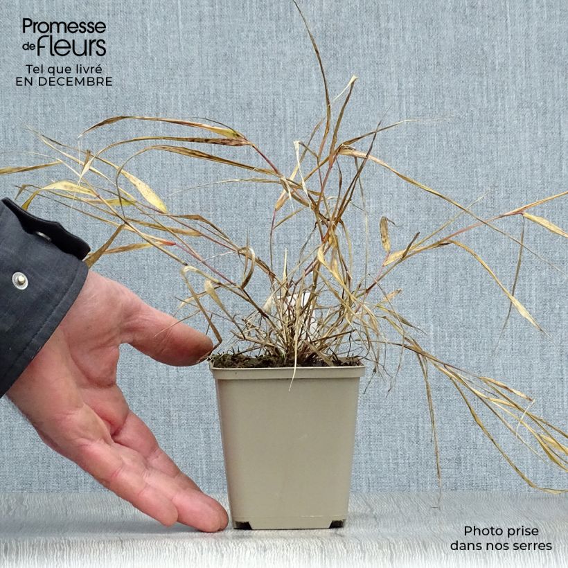 Hakonechloa macra Sunflare Maceta 1L/1,5L Ejemplar entregado en invierno