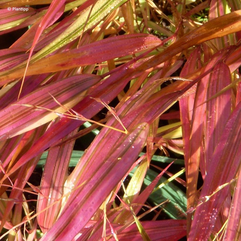 Hakonechloa macra Mulled Wine - Hierba de Hakone (Follaje)