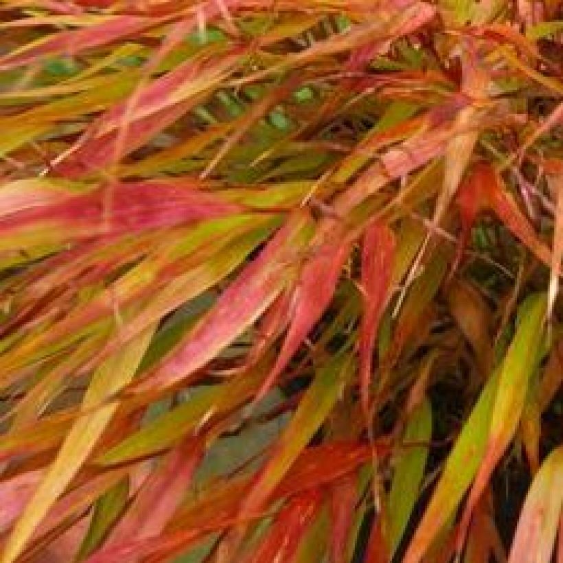 Hakonechloa macra Nicolas (Follaje)
