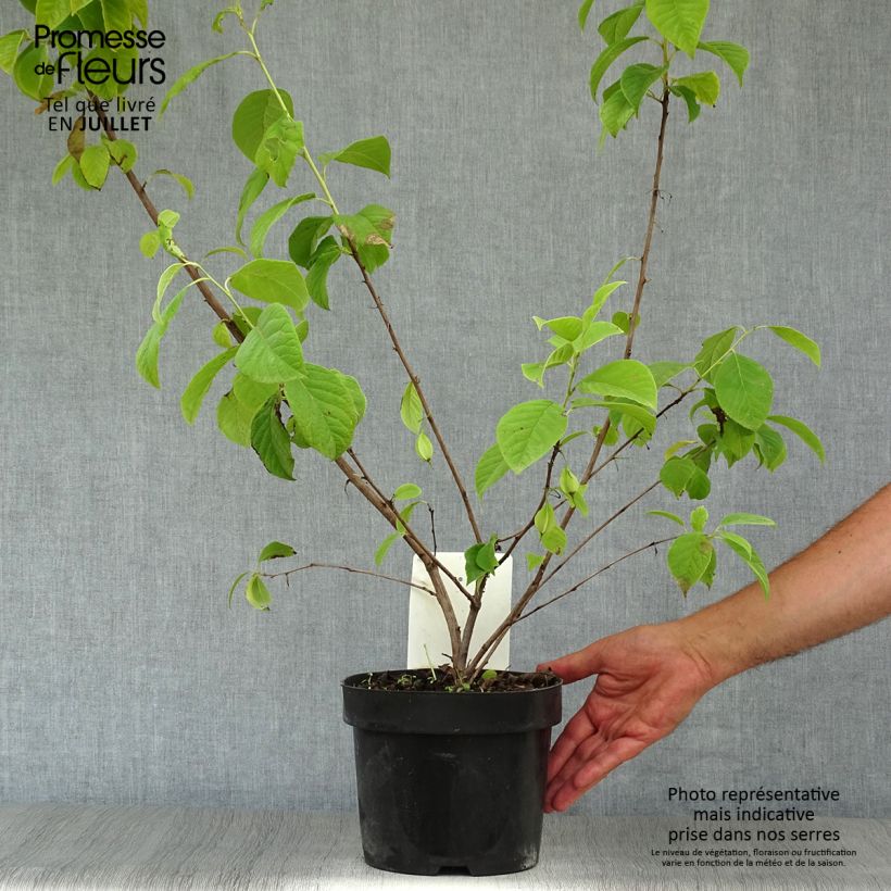 Ejemplar de Halesia carolina - Campanillo de Carolina Maceta 2L/3L entregado en verano