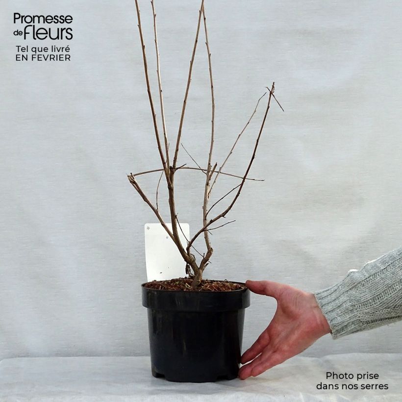 Halesia carolina - Campanillo de Carolina Maceta 2L/3L Ejemplar entregado en invierno