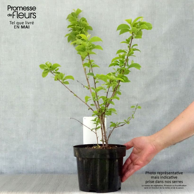 Halesia carolina - Campanillo de Carolina Maceta 2L/3L Ejemplar entregado en la primavera