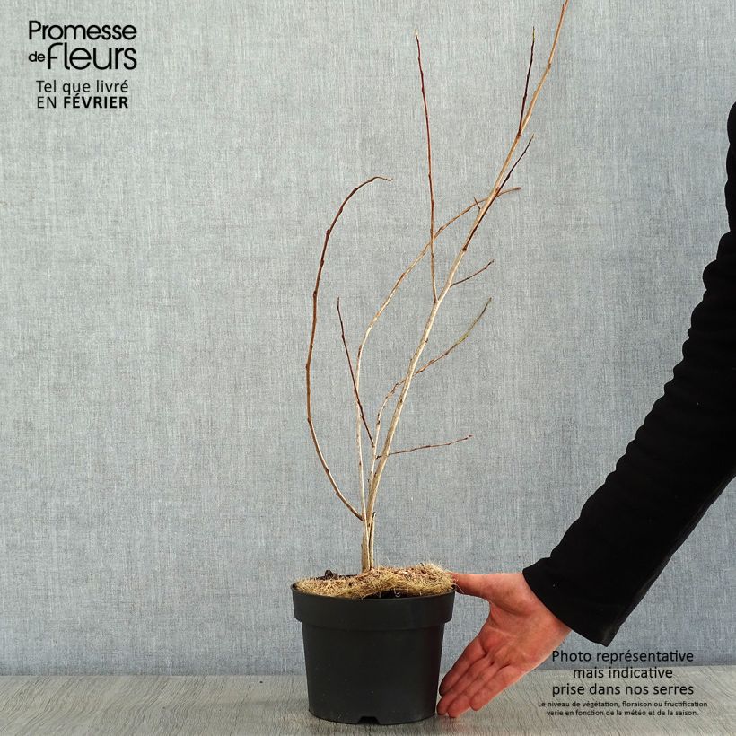 Halesia carolina U.Conn Maceta 2L/3L Ejemplar entregado en invierno