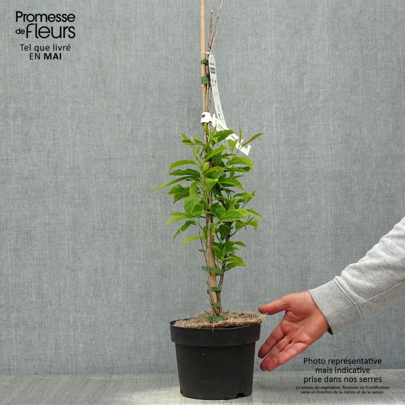 Halesia carolina U.Conn Maceta 2L/3L Ejemplar entregado en la primavera