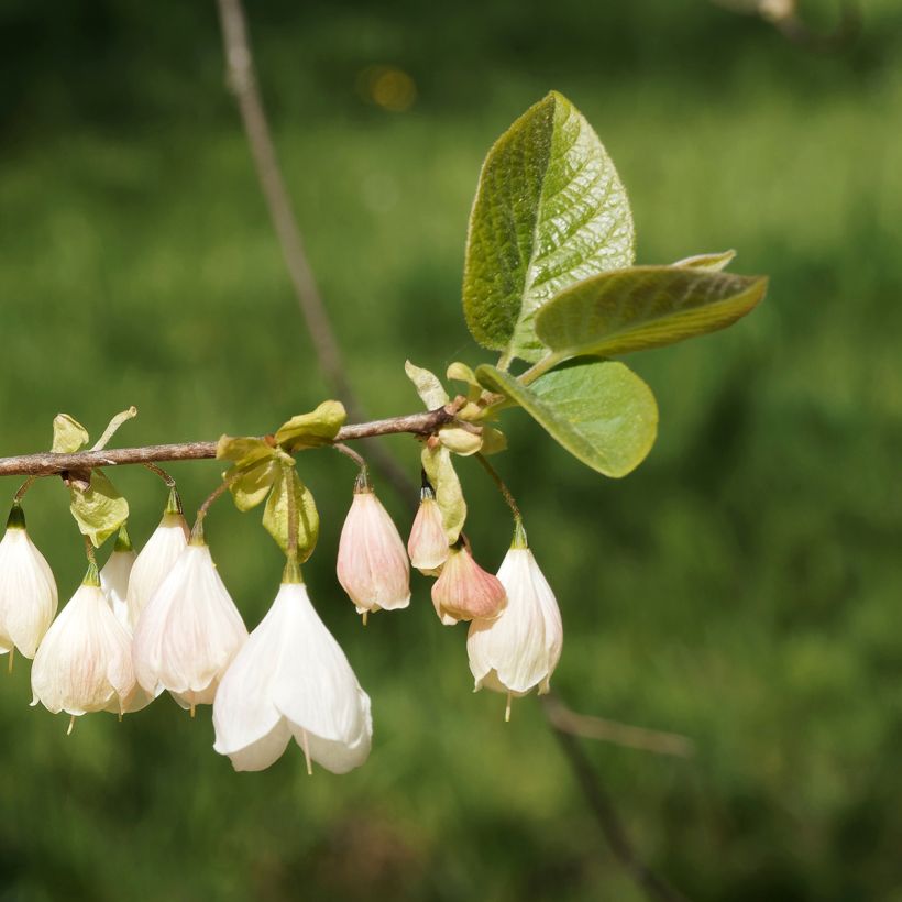Halesia carolina var. monticola - Campanillo de Carolina (Floración)