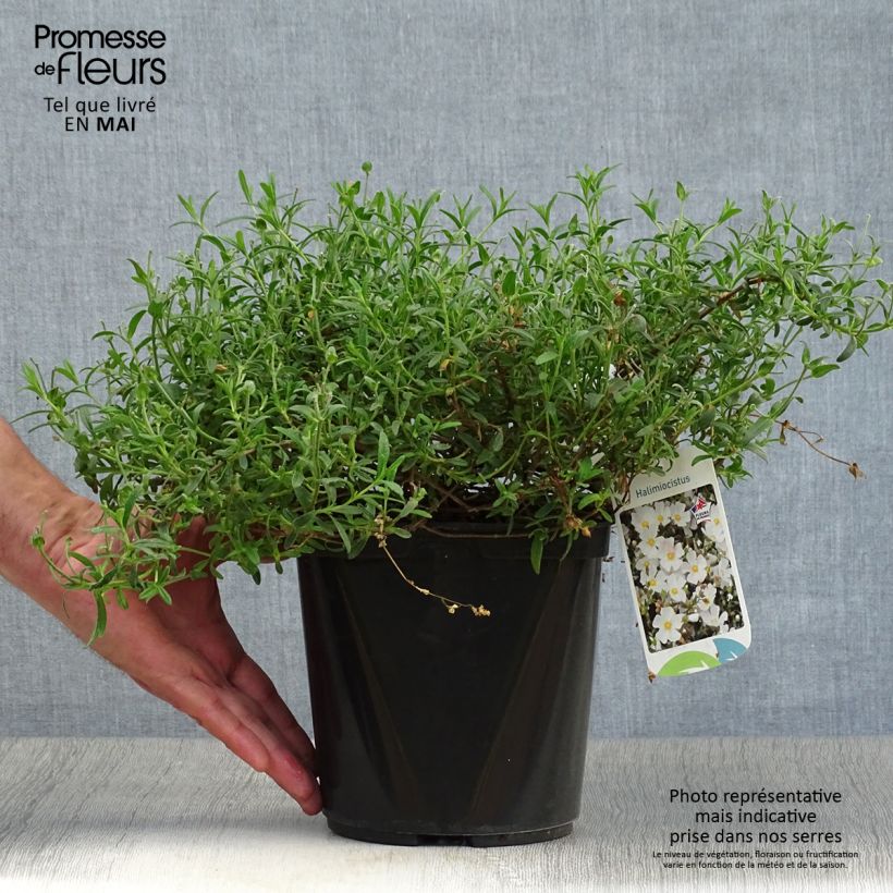 Jara de Sahuc - Halimiocistus sahucii Maceta 4L/5L Ejemplar entregado en la primavera