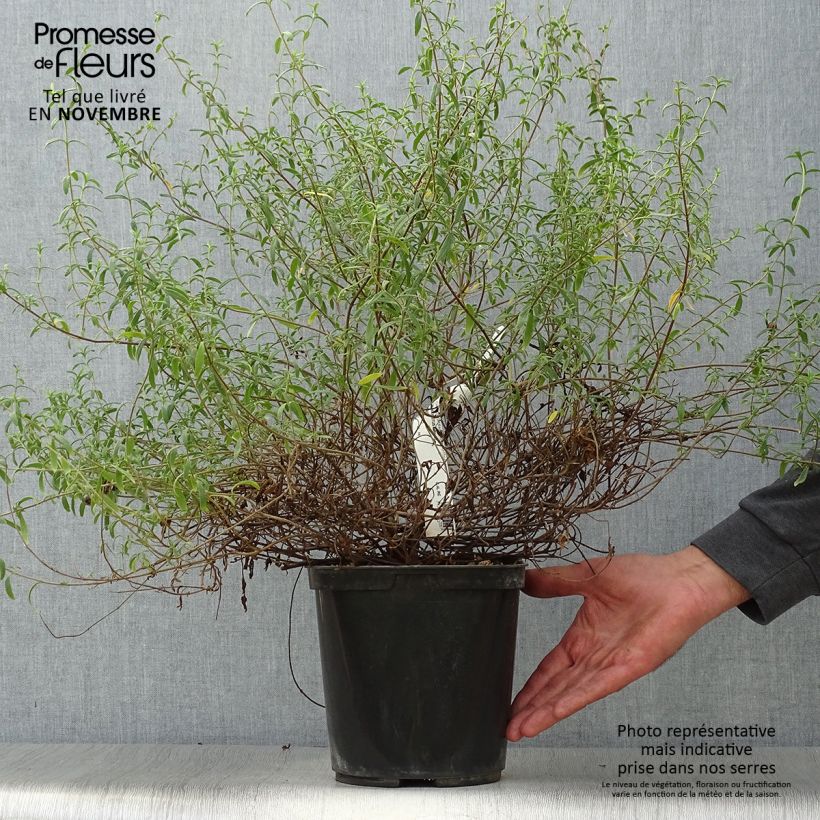 Ejemplar de Jara de Sahuc - Halimiocistus sahucii Maceta 4L/5L entregado en otoño