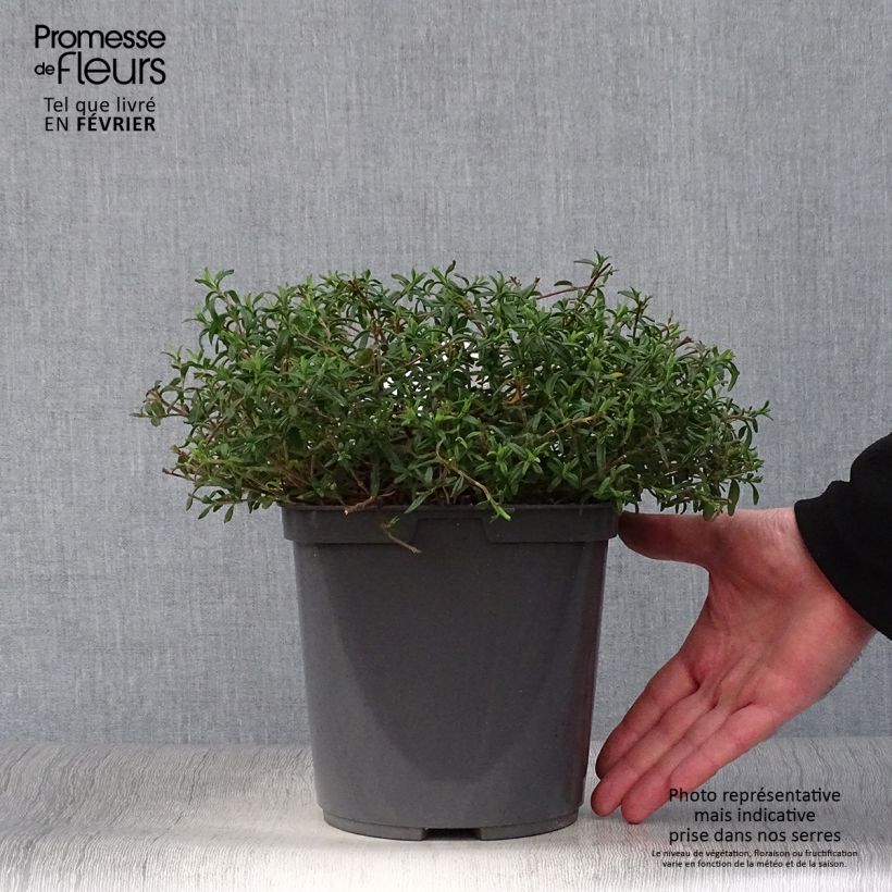 Jara de Sahuc - Halimiocistus sahucii Maceta 4L/5L Ejemplar entregado en invierno