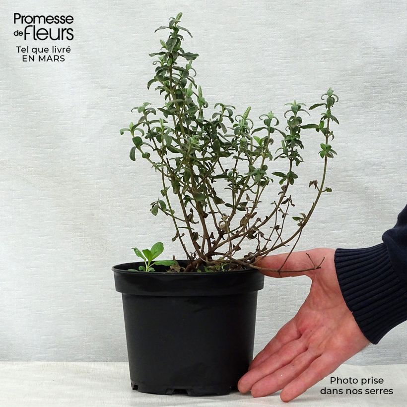 Halimiocistus wintonensis Merrist Wood Cream Maceta 2L/3L Ejemplar entregado en la primavera