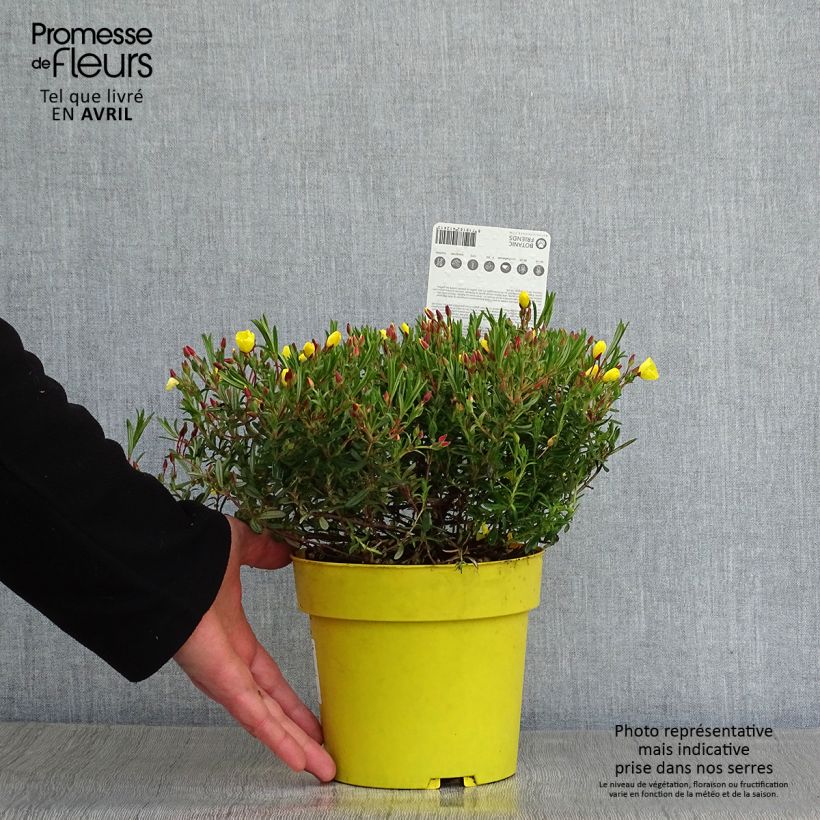 Halimio April Sun - Halimium libanotis Maceta 1,5L/2L Ejemplar entregado en la primavera