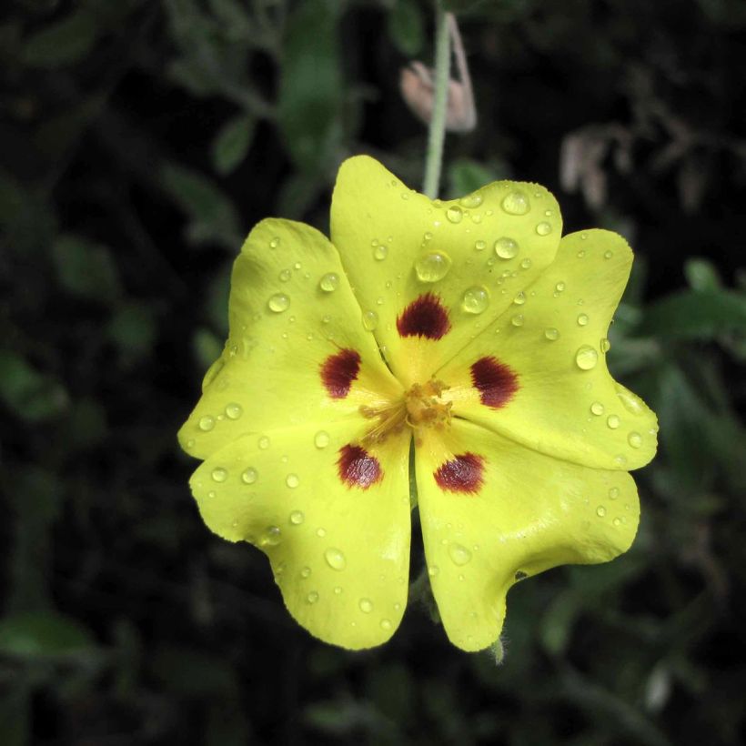 Jara lanuda - Halimium lasianthum subsp. formosum (Floración)