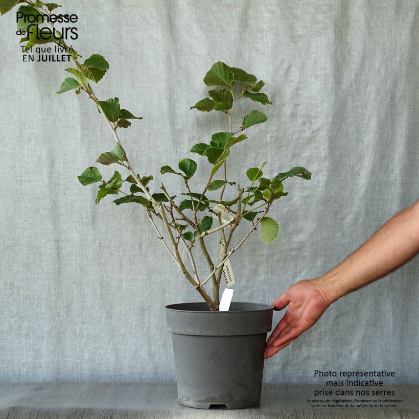 Ejemplar de Hamamelis intermedia Ruby Glow Maceta 6L/7L entregado en verano