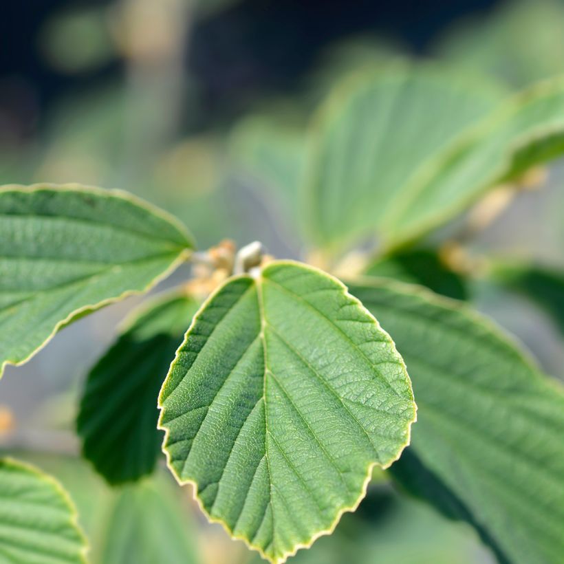 Hamamelis intermedia Arnold Promise (Follaje)