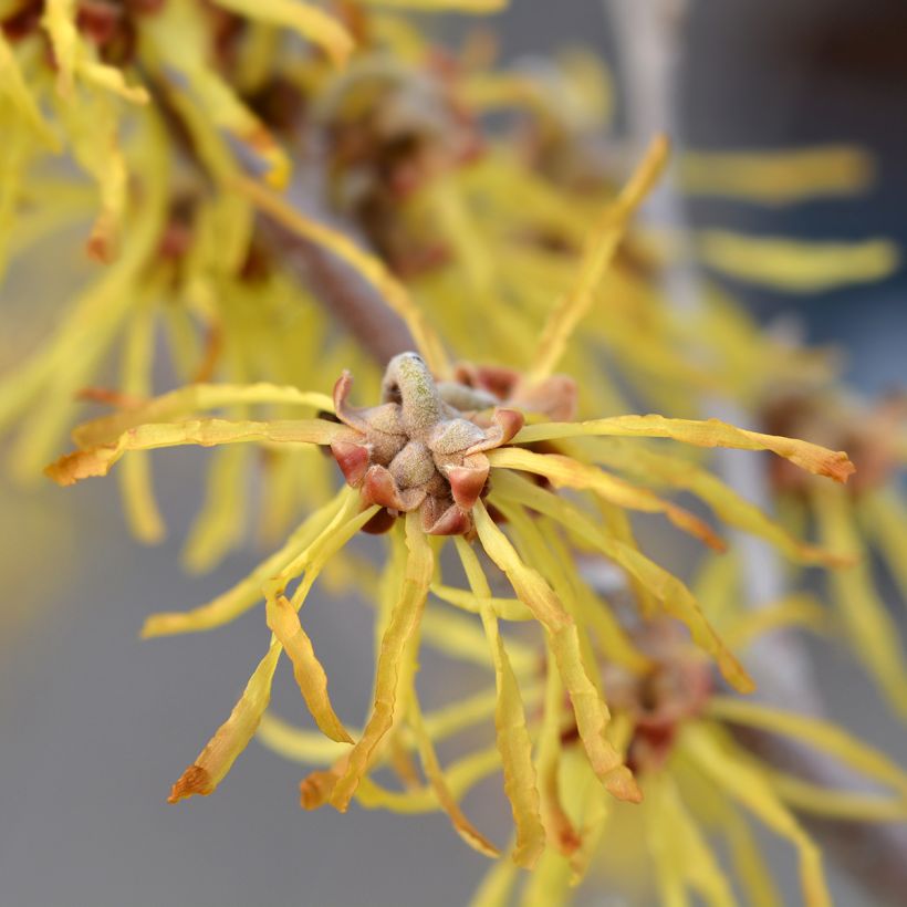 Hamamelis intermedia Arnold Promise (Floración)