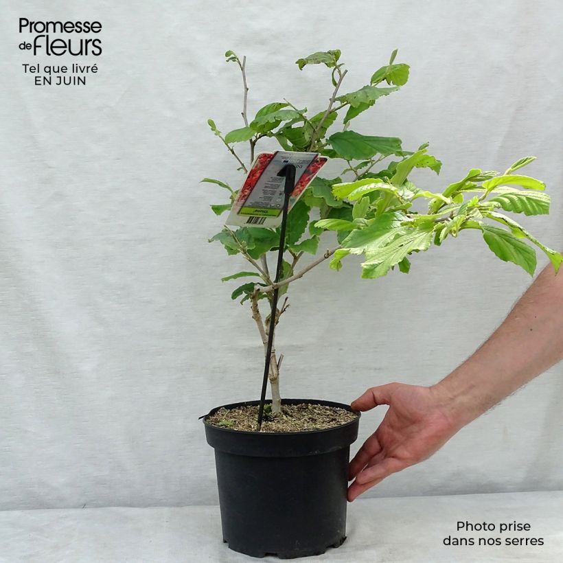 Ejemplar de Hamamelis intermedia Diane Maceta 4L/5L entregado en verano