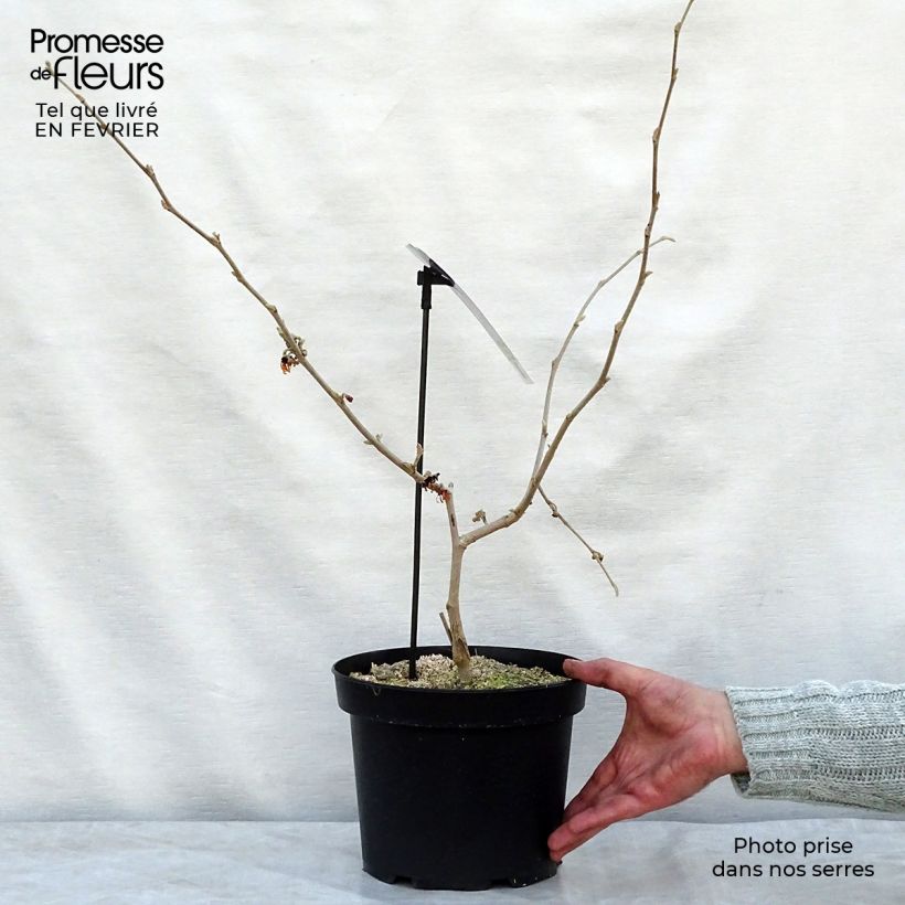 Hamamelis intermedia Diane Maceta 4L/5L Ejemplar entregado en invierno