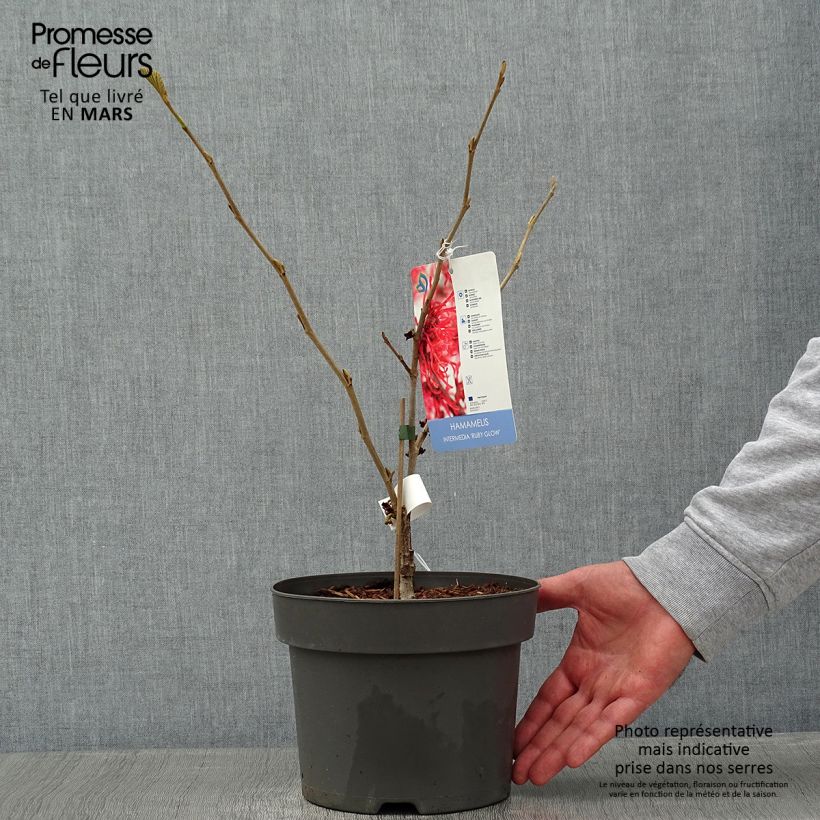 Hamamelis intermedia Ruby Glow Maceta 4L/5L Ejemplar entregado en invierno