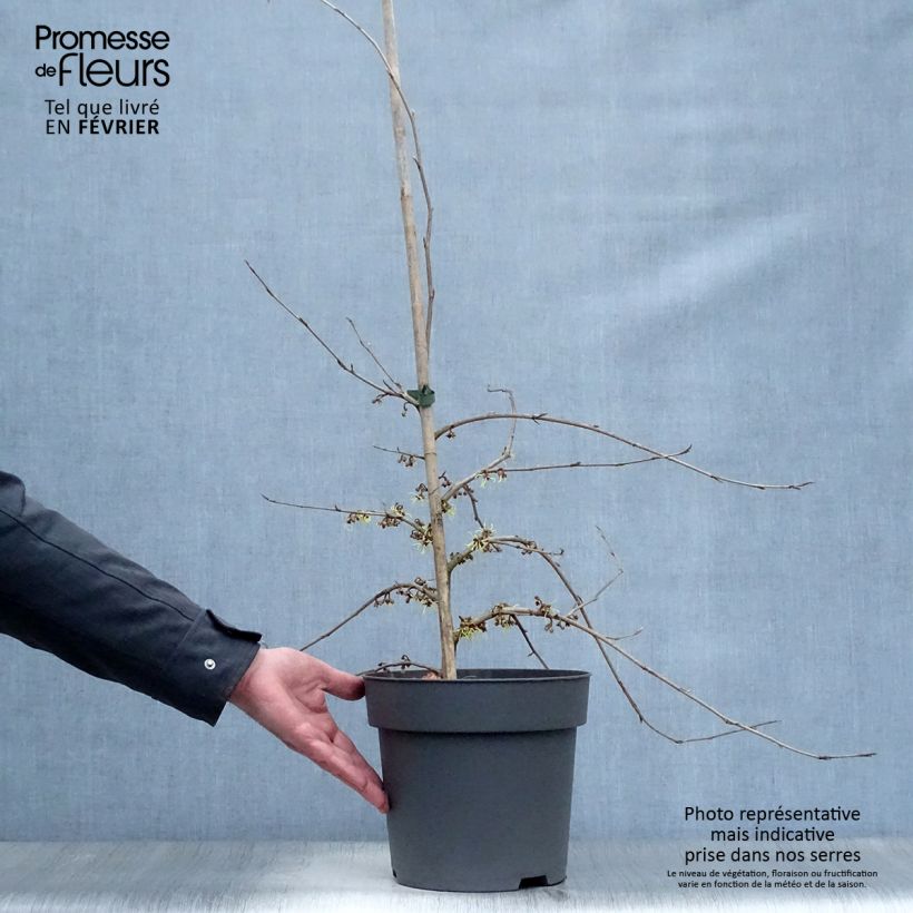 Hamamelis japonica Pendula Maceta 6L/7L Ejemplar entregado en invierno