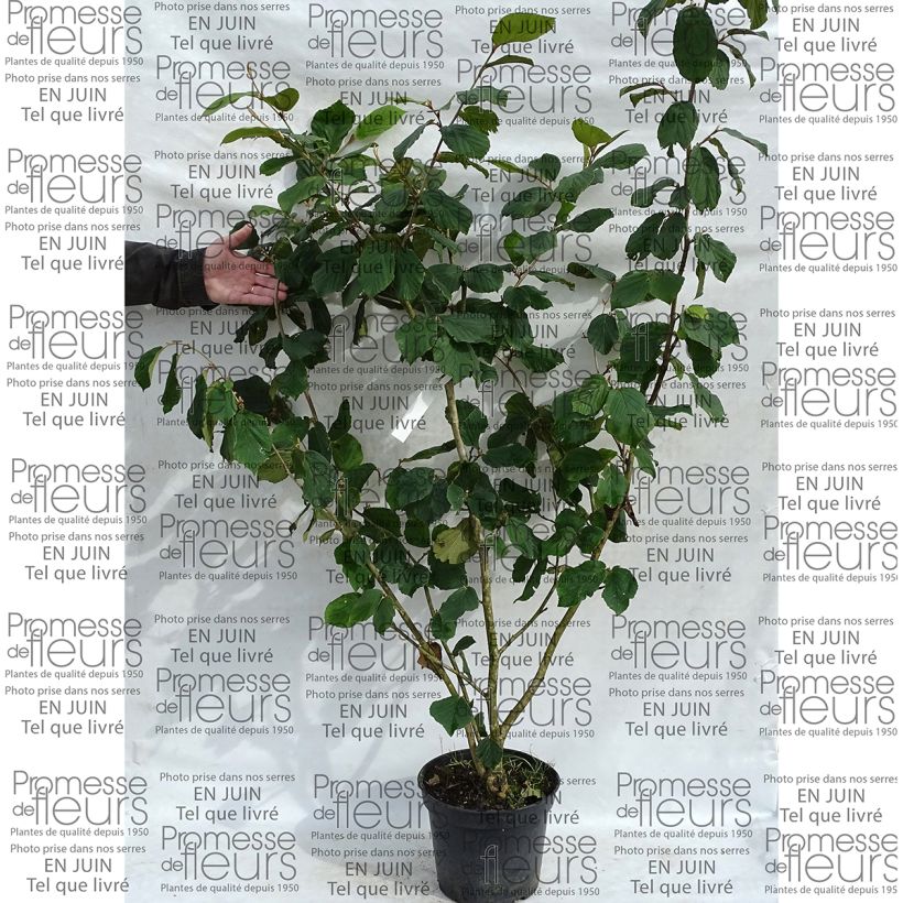 Ejemplo de ejemplar de Hamamelis mollis Pallida Maceta 7,5L/10L tal y como se entrega