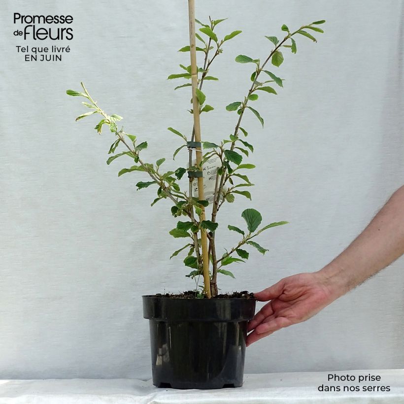 Ejemplar de Hamamelis mollis Pallida Maceta 4L/5L entregado en verano