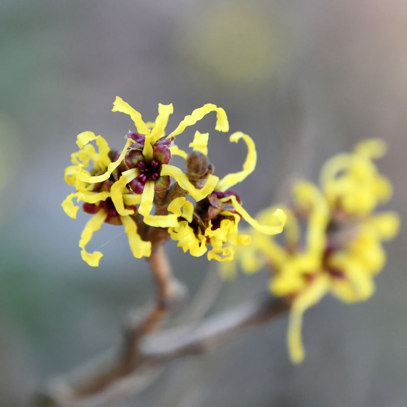 Hamamelis virginiana (Floración)