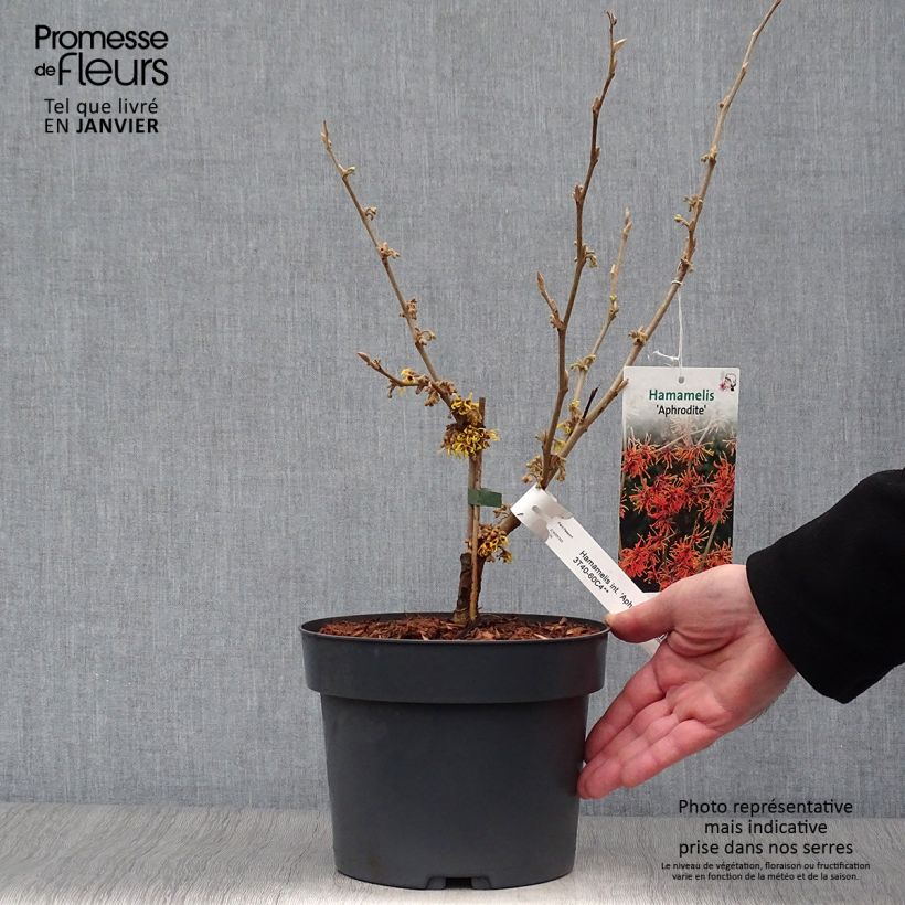 Hamamelis intermedia Aphrodite Maceta 3L/4L Ejemplar entregado en invierno