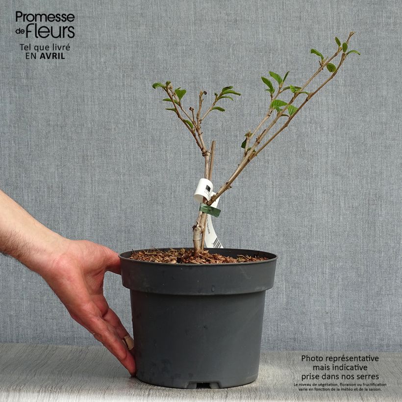 Hamamelis intermedia Aphrodite Maceta 3L/4L Ejemplar entregado en la primavera