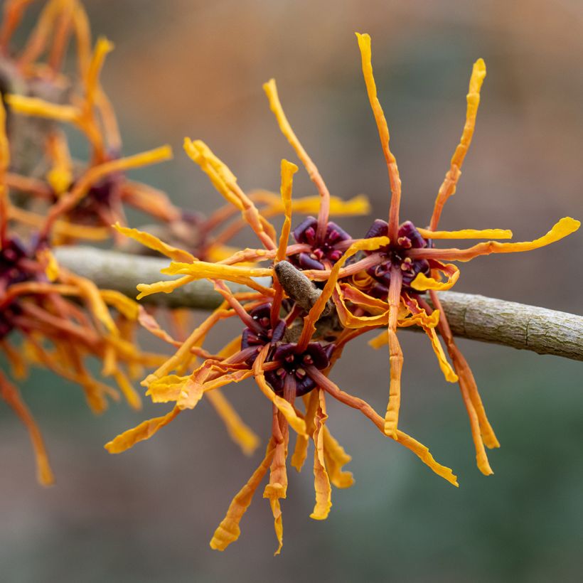 Hamamelis intermedia Aphrodite (Floración)