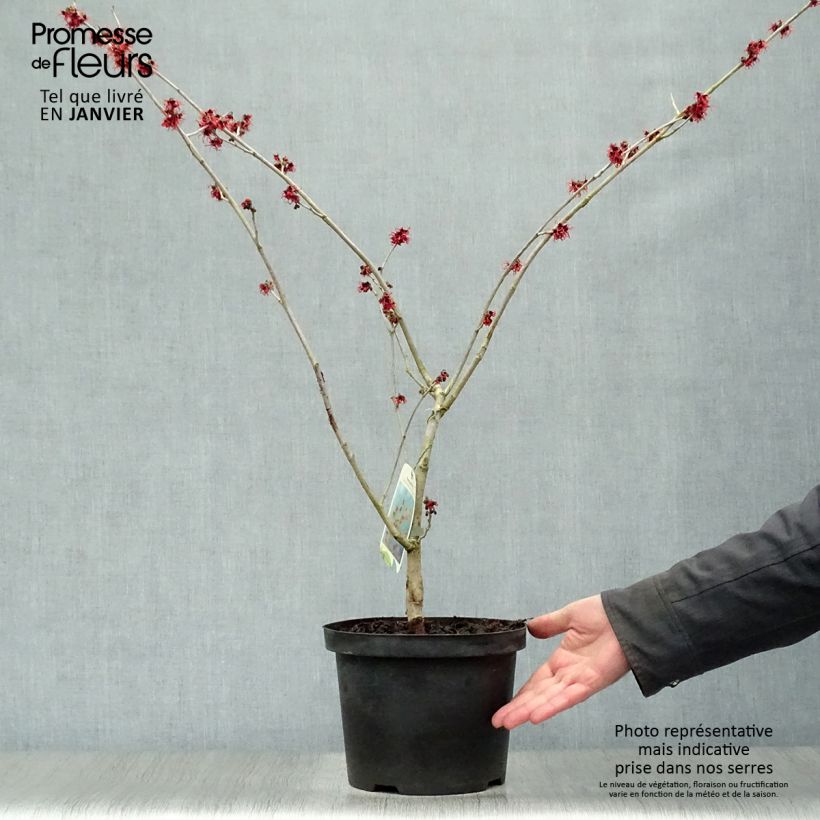 Hamamelis intermedia Feuerzauber Maceta 4L/5L Ejemplar entregado en invierno