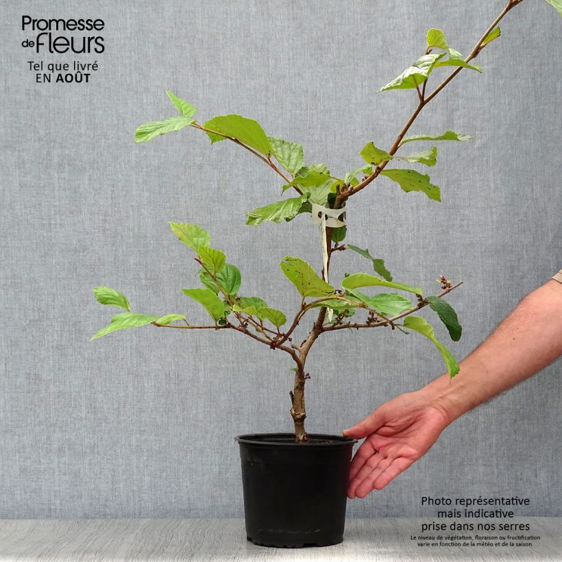 Ejemplar de Hamamelis intermedia Jelena Maceta 2L/3L entregado en verano