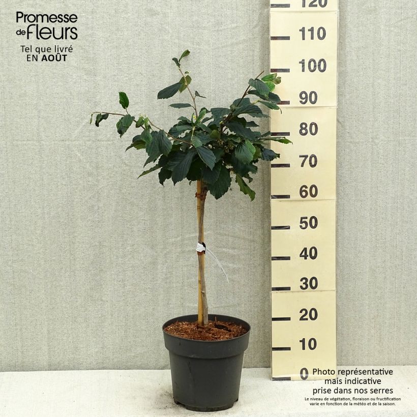 Ejemplar de Hamamelis intermedia Rubin Maceta 7,5L/10L, Tallo entregado en verano