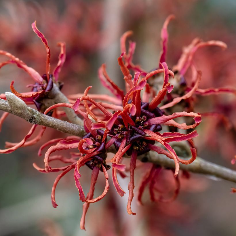 Hamamelis intermedia Rubin (Floración)