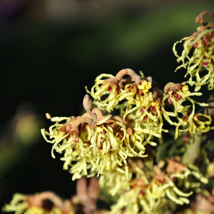 Hamamelis intermedia Westerstede (Floración)