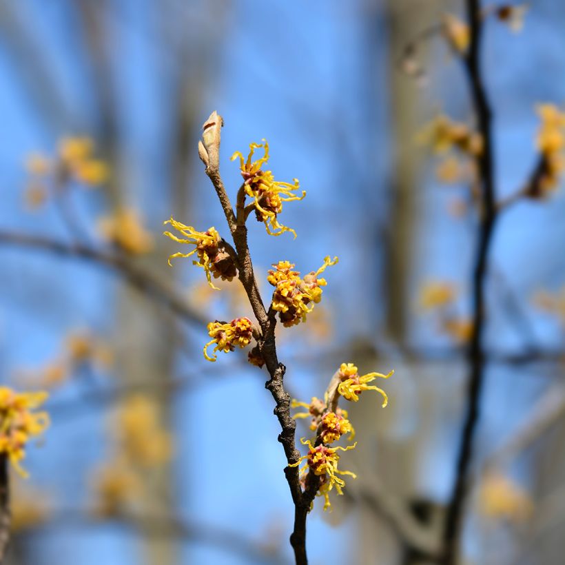 Hamamelis japonica Zuccariniana - Avellano mágico (Floración)