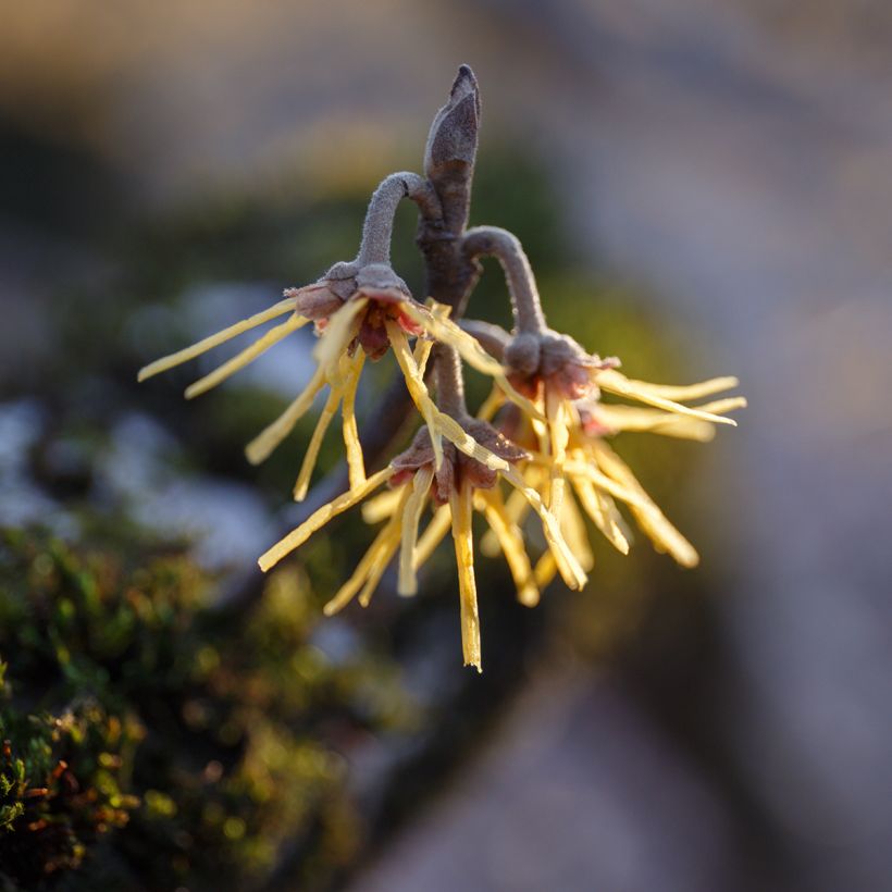Hamamelis mollis Pallida (Floración)