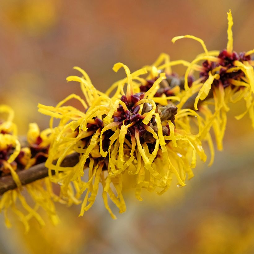 Hamamelis intermedia Barmstedt Gold (Floración)