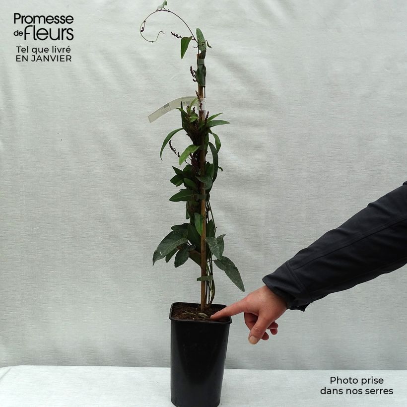 Hardenbergia violacea - Guisante de coral púrpura Maceta 2L/3L Ejemplar entregado en invierno