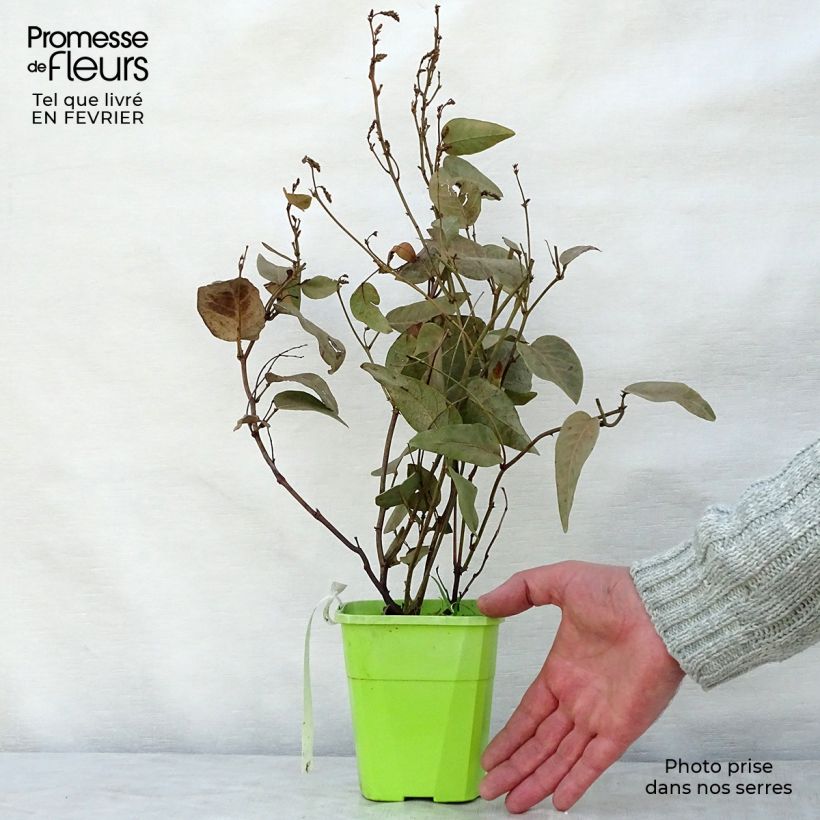 Hardenbergia violacea Regent - Guisante de coral púrpura Maceta 1L/1,5L Ejemplar entregado en invierno