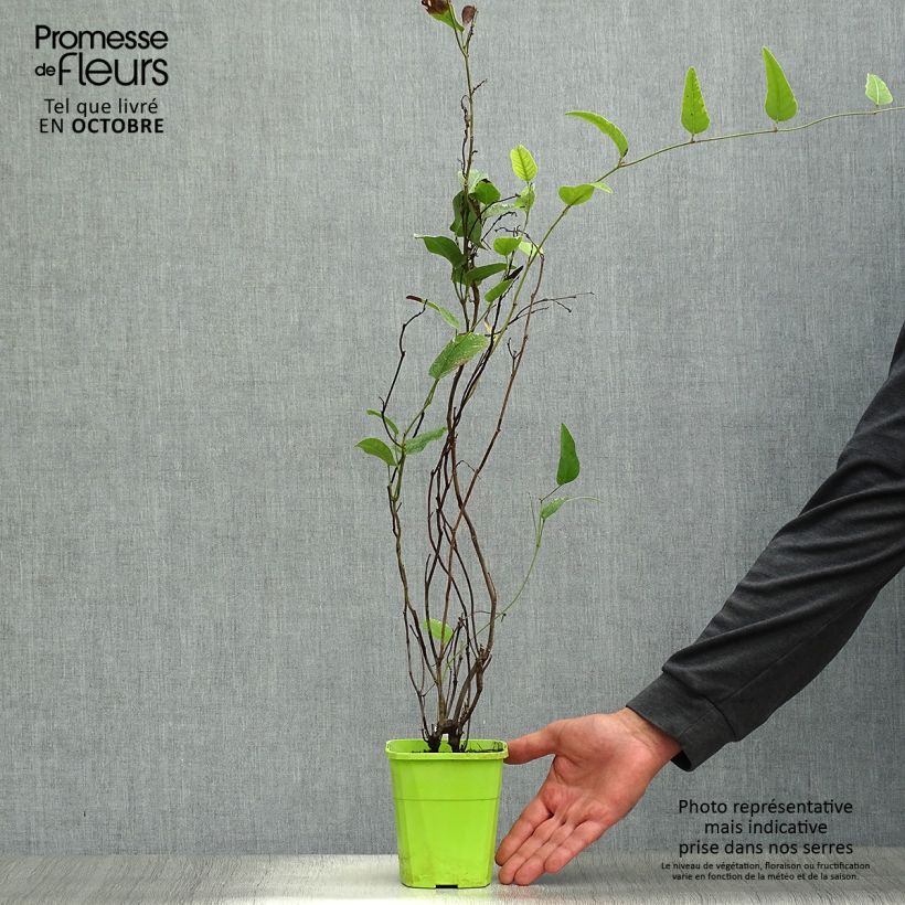 Ejemplar de Hardenbergia violacea Regent - Guisante de coral púrpura Maceta 1L/1,5L entregado en otoño