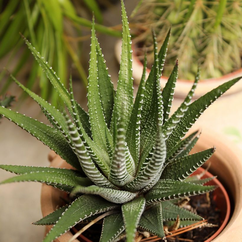 Haworthia Big Band - Plante zèbre (Porte)