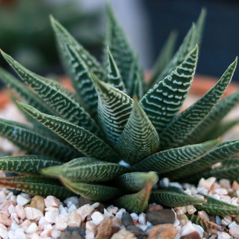Haworthia limifolia (Follaje)