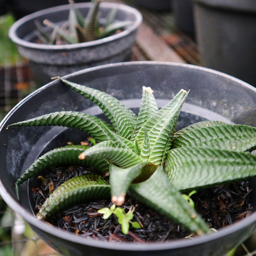 Haworthia limifolia (Porte)