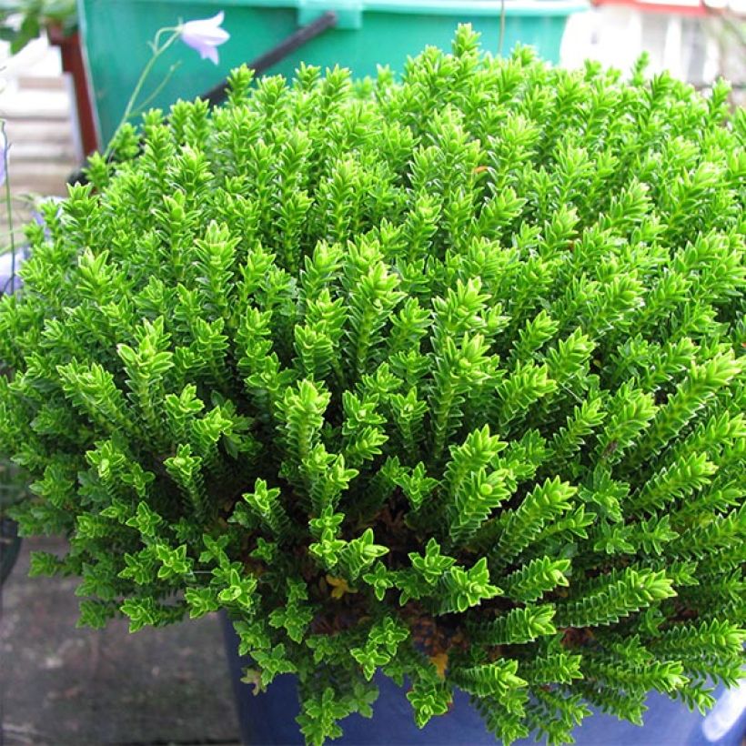 Hebe Emerald Green (Porte)