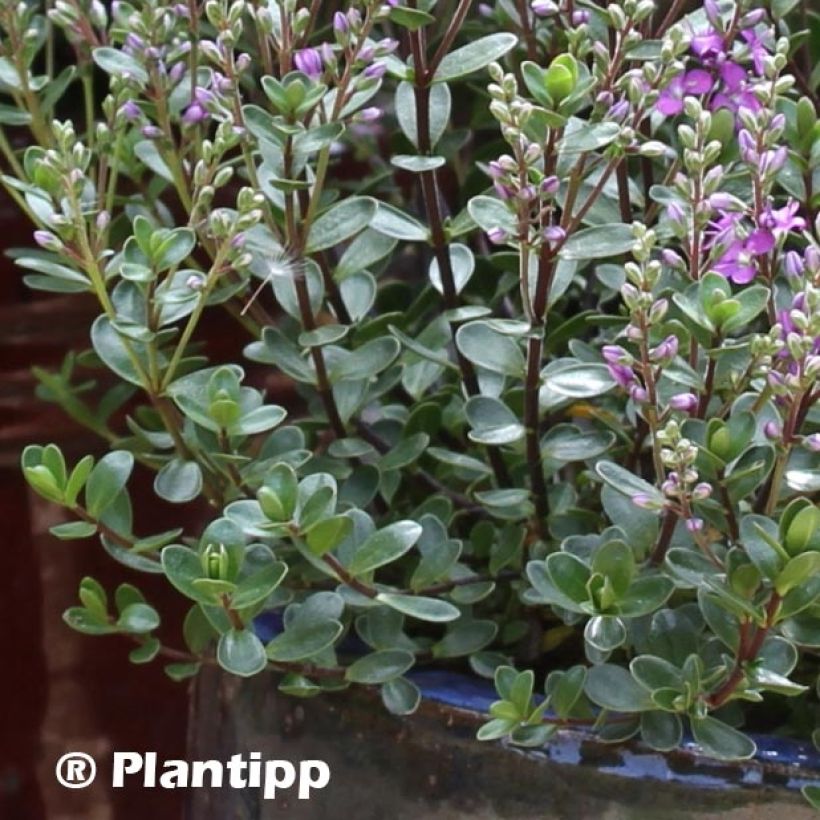 Hebe Garden Beauty Purple (Follaje)