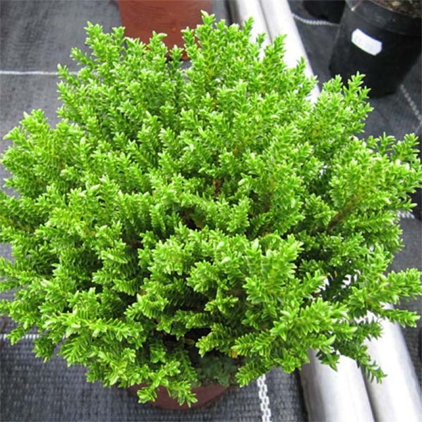 Hebe Green Globe (Porte)