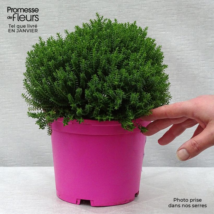 Hebe Green Globe Maceta 1,5L/2L Ejemplar entregado en invierno