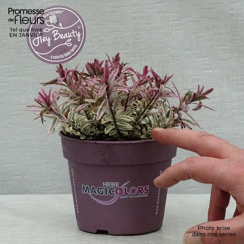 Hebe Heartbreaker Maceta 1L/1,5L Ejemplar entregado en invierno
