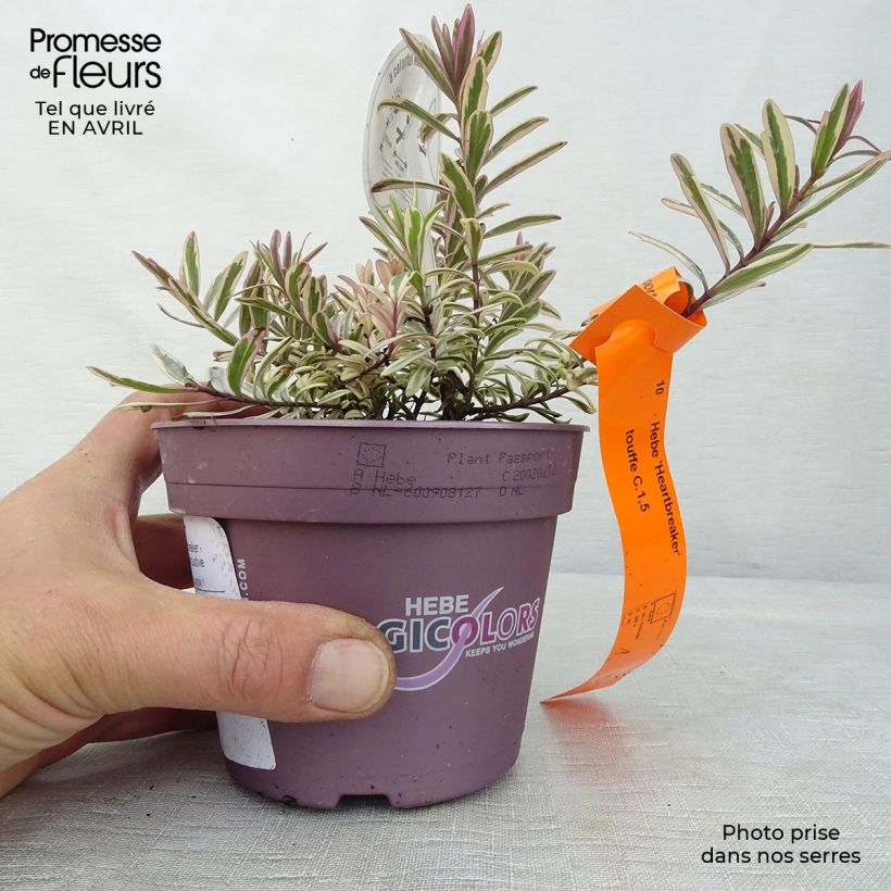 Hebe Heartbreaker Maceta 1L/1,5L Ejemplar entregado en la primavera